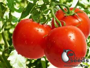 Томат Барбадос F1 100 с. Рік Цваан, (Rijk Zwaan)