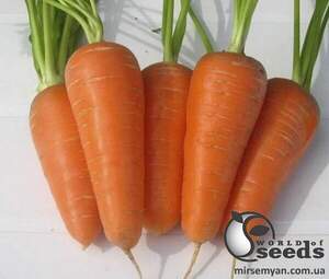 Насіння моркви Шантане Ред Кор F1 250 г, Sakata