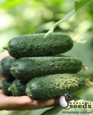 Насіння огірка TS 17-0311 100 с. Solare Sementi