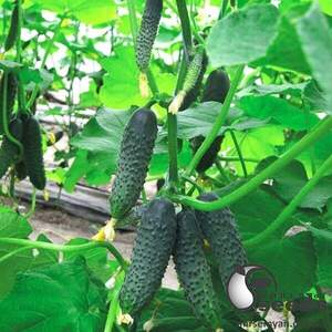 Насіння огірка Балінт (TS 17-2009) 100 с. Solare Sementi