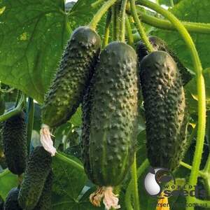 Насіння огірка Маніфест F1 100 с. Solare Sementi