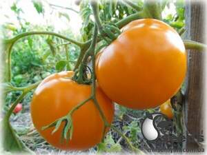 Насіння томату TS 03-0715 F1 100 с. Solare Sementi