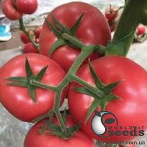 Насіння томату Черато F1 250 с. Solare Sementi