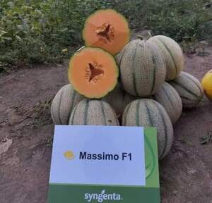Диня Массімо F1, 500 нас. (Syngenta) Диня Массімо F1, 500 нас. (Syngenta)