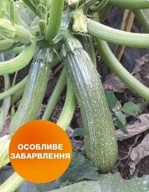 Кабачок Селіена F1, 500 насінин, (Syngenta) Кабачок Селіена F1, 500 насінин, (Syngenta)