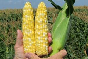 Кукурудза солодка БСС 1075 F1, 5000 насінин. (Syngenta) Кукурудза солодка БСС 1075 F1, 5000 насінин. (Syngenta)